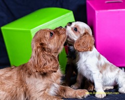 Cavalier King Charles Spaniels playing