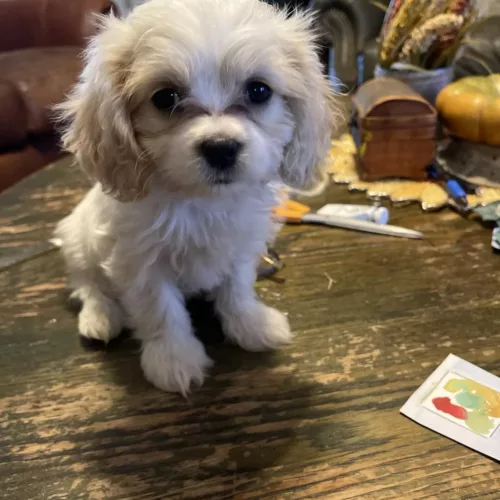 Cavalier King Charles Spaniel Puppy for Sale